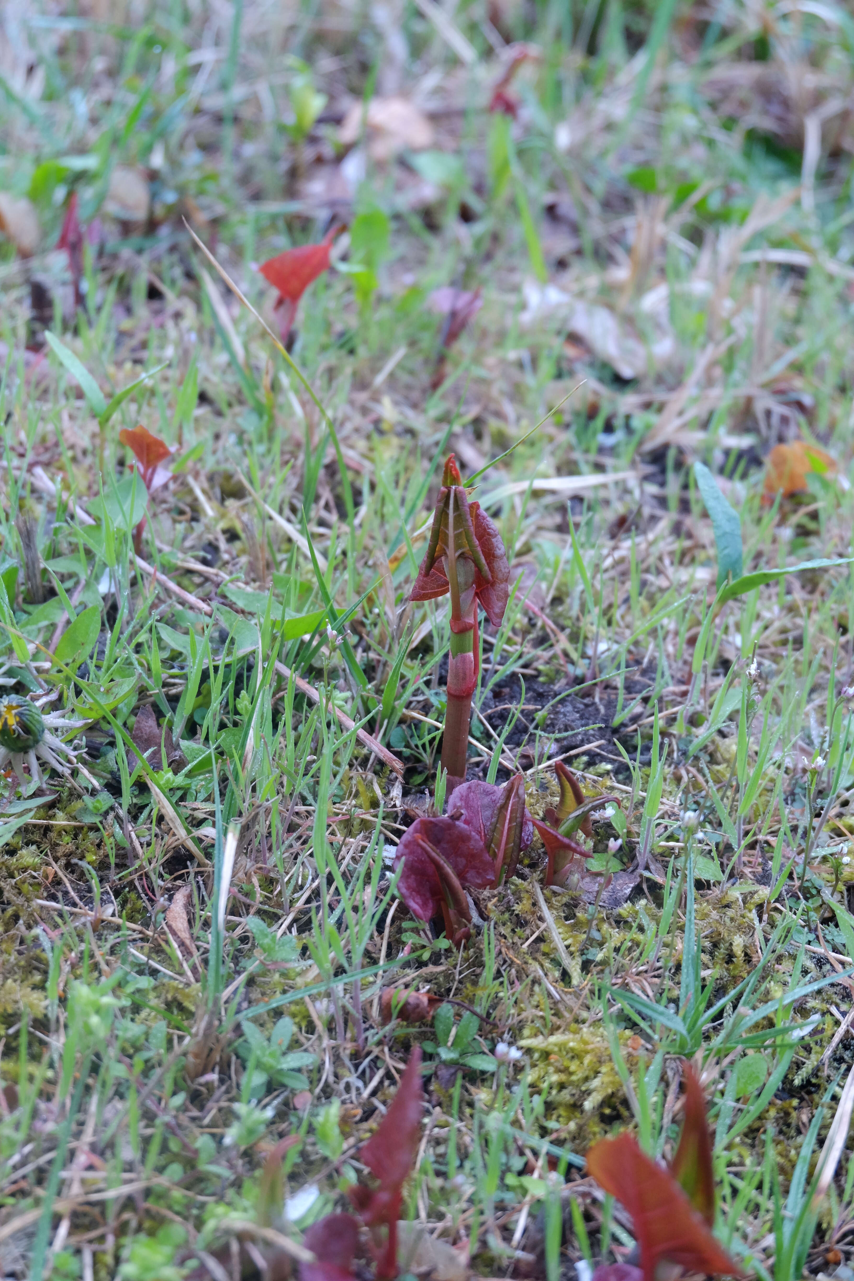 Image of Japanese Knotweed