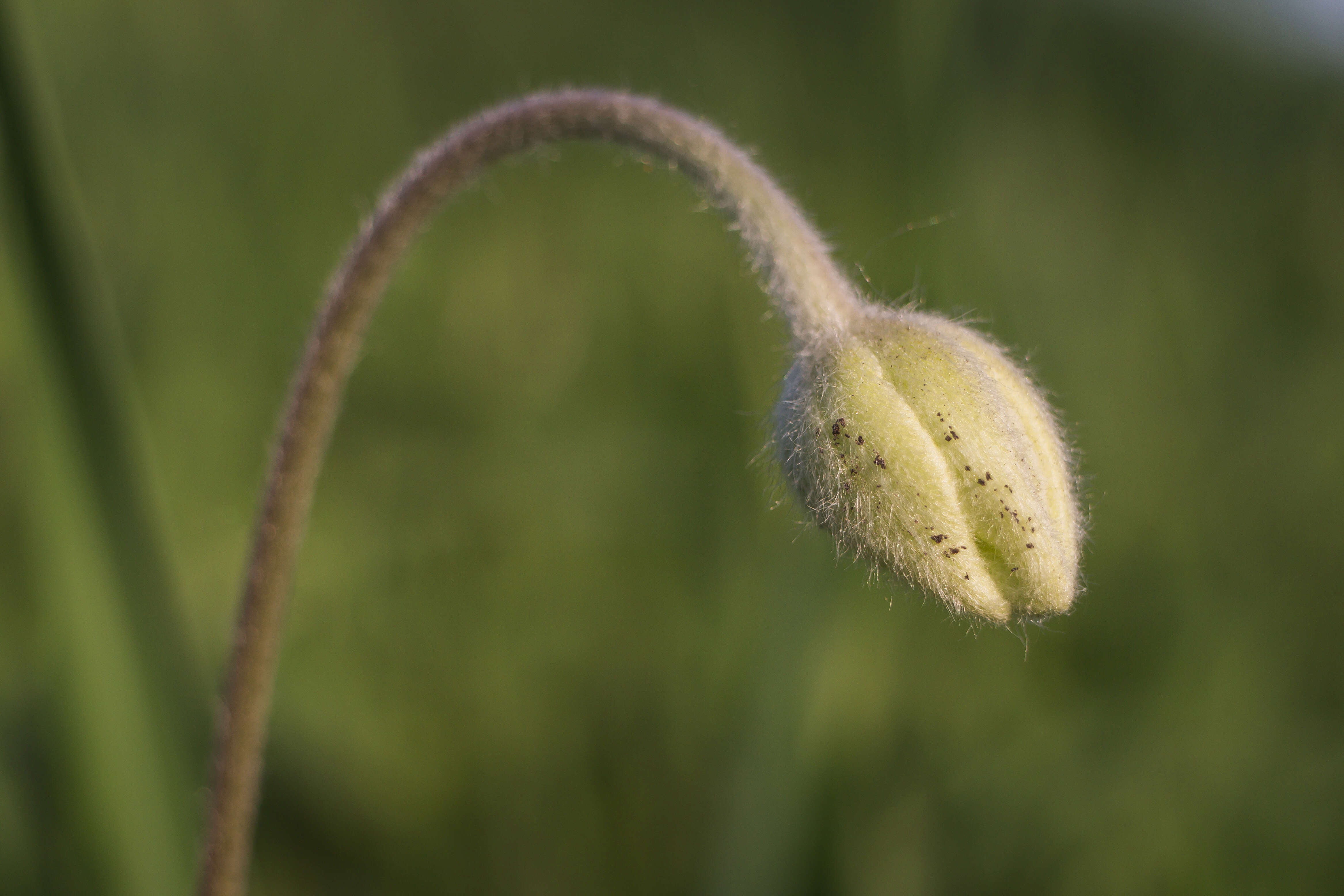 Image of Snowdrop Anemone