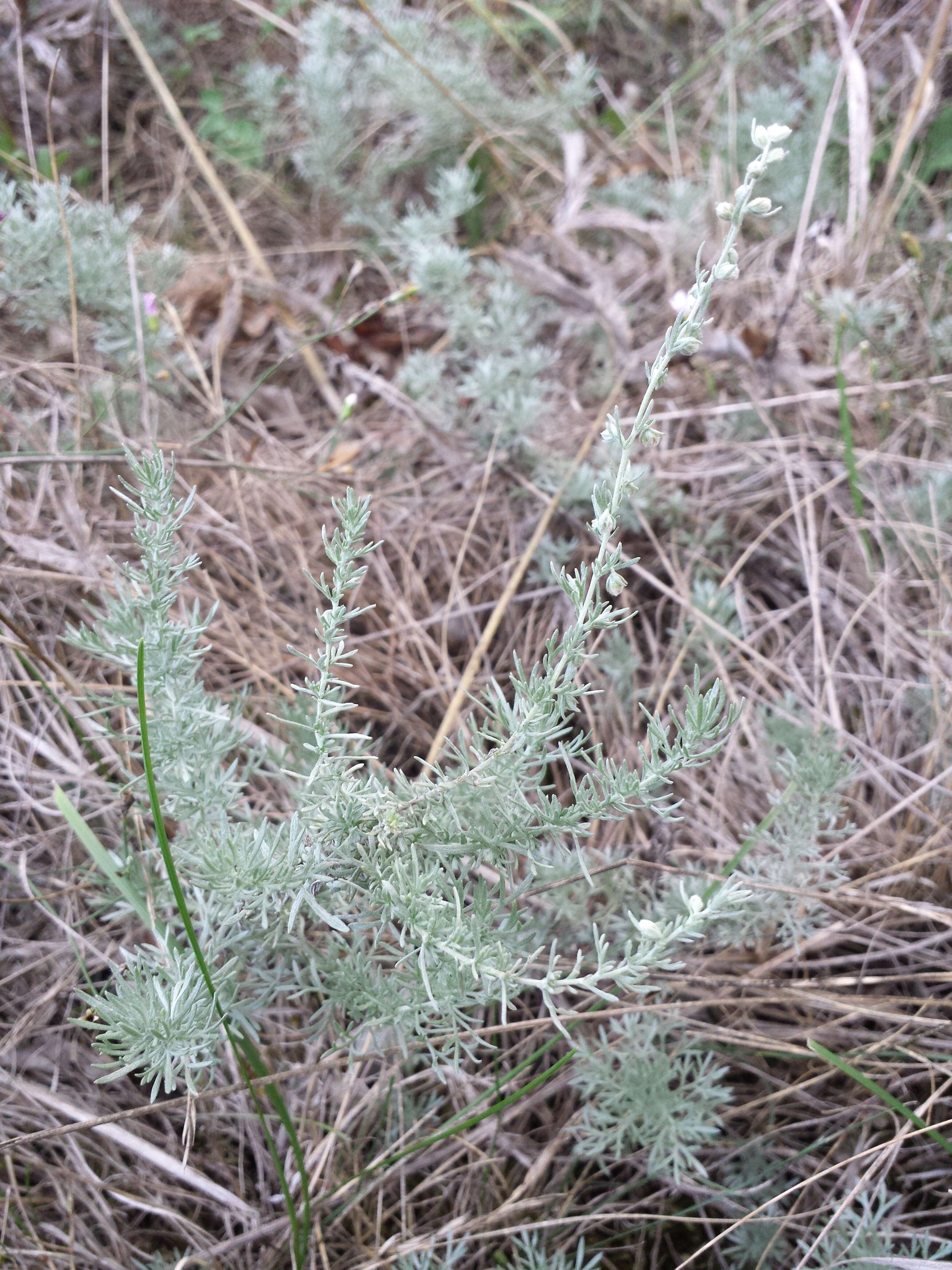 Image of Artemisia austriaca Jacq.