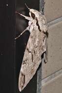 Image of Gray hawk moth