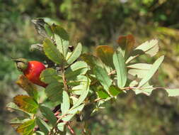 Rosa sericea Lindl. resmi