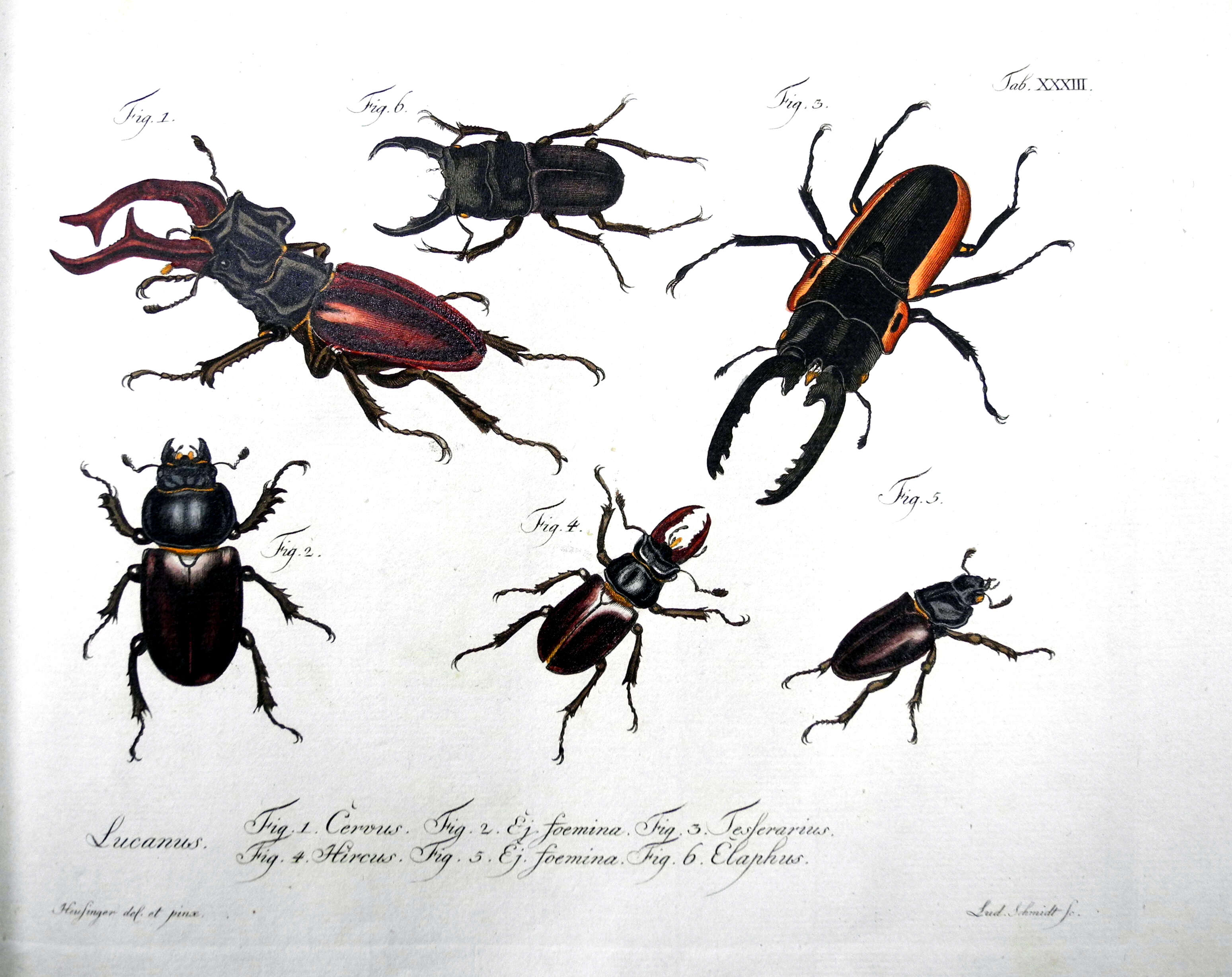 Image of stag beetles