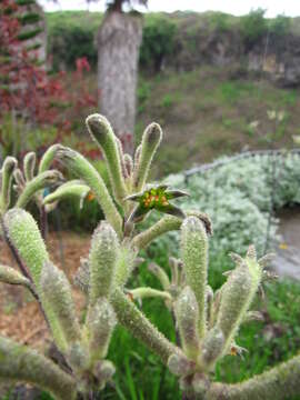 Image of Anigozanthos flavidus Redouté