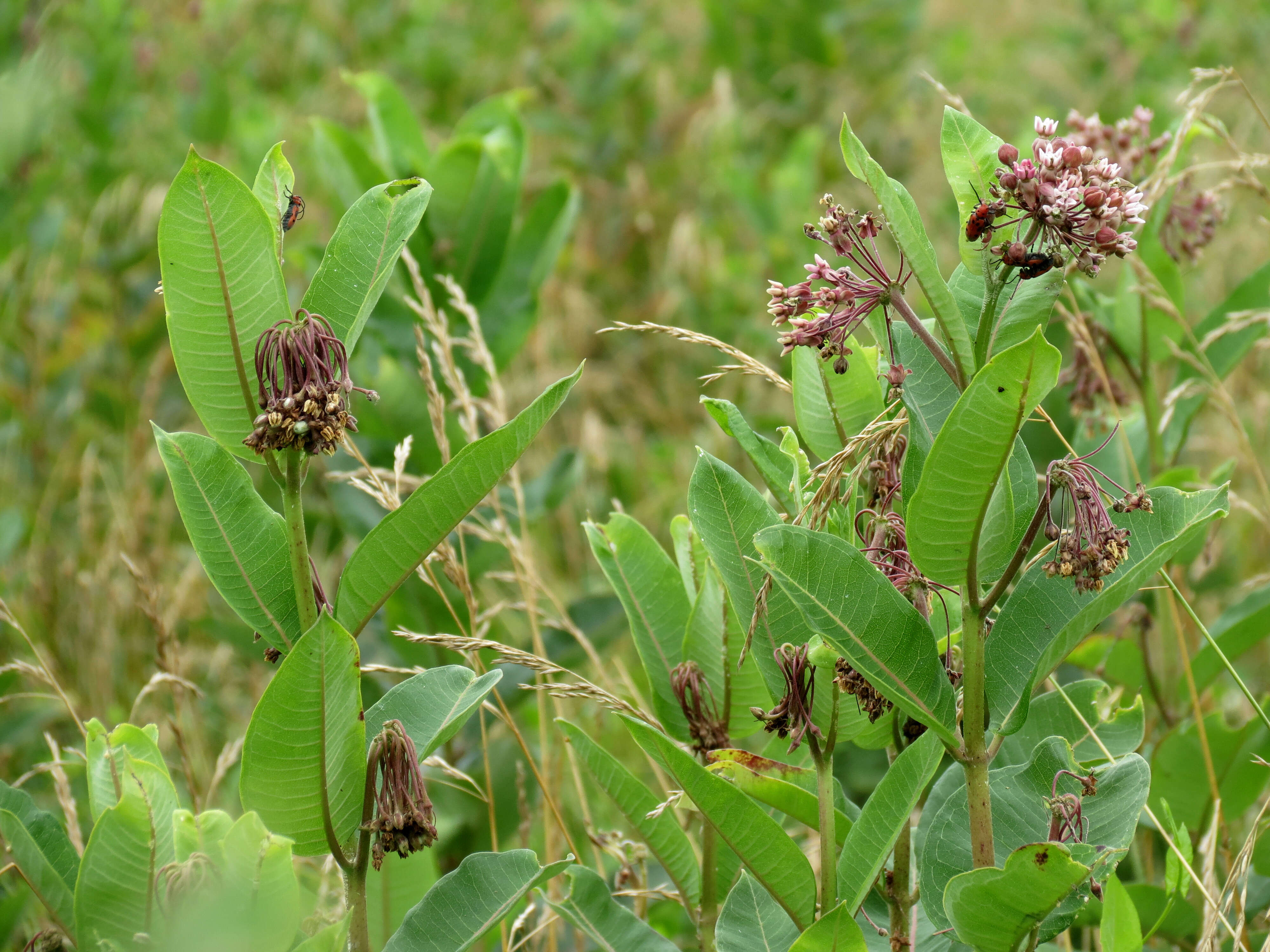 Image of common milkweed