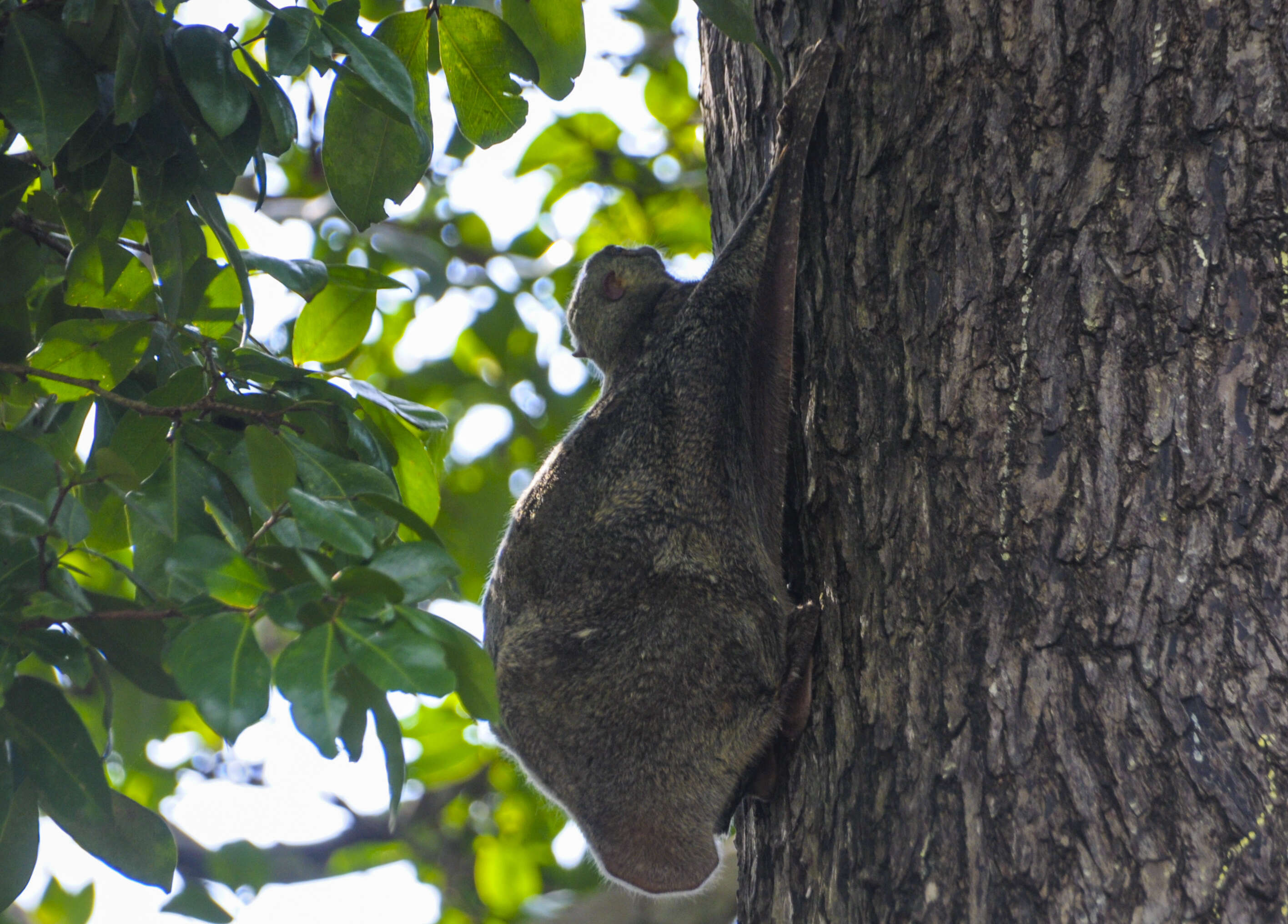 Image of Malayan Flying Lemurs