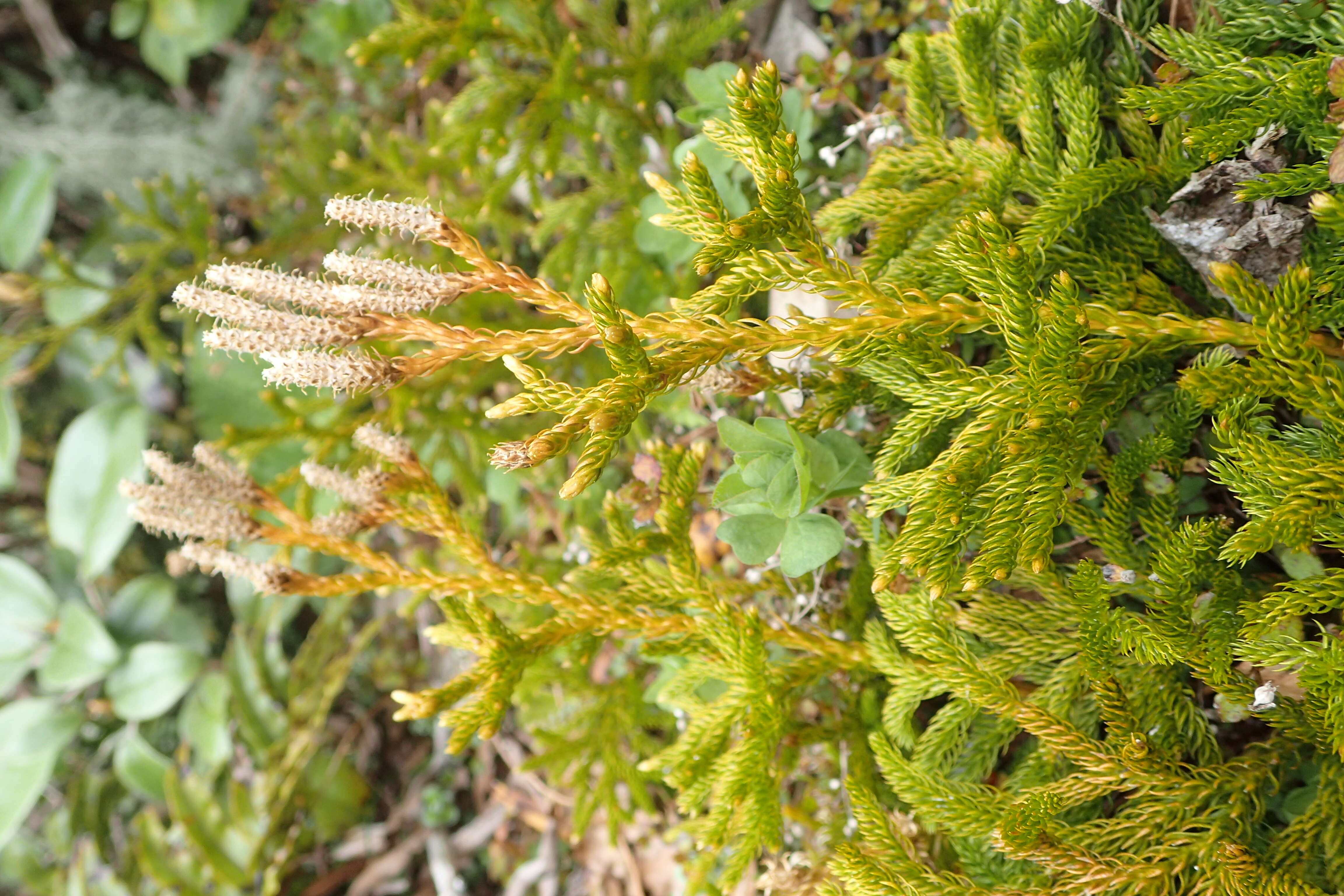 Image of Austrolycopodium fastigiatum (R. Br.) Holub