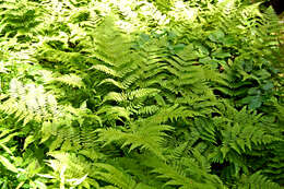 Imagem de Dryopteris campyloptera (Kunze) Clarkson