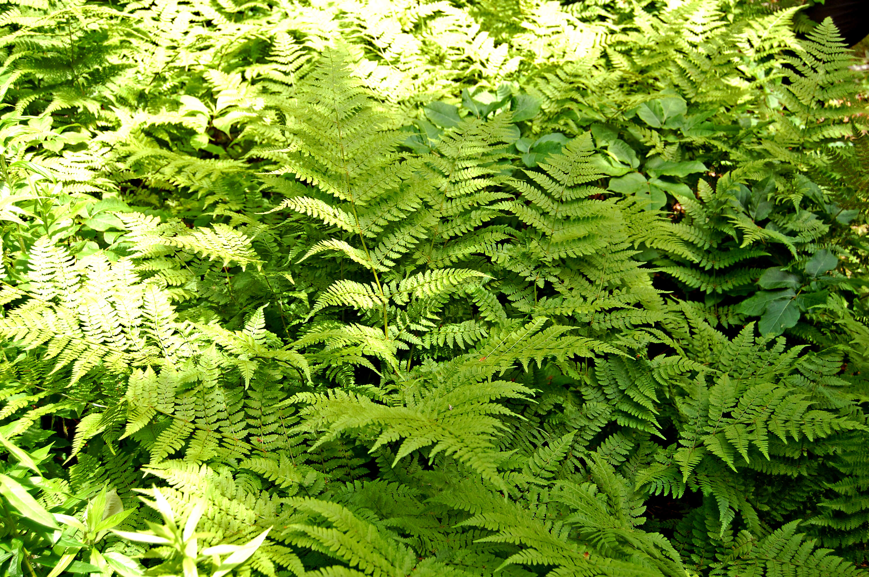 Image of mountain woodfern