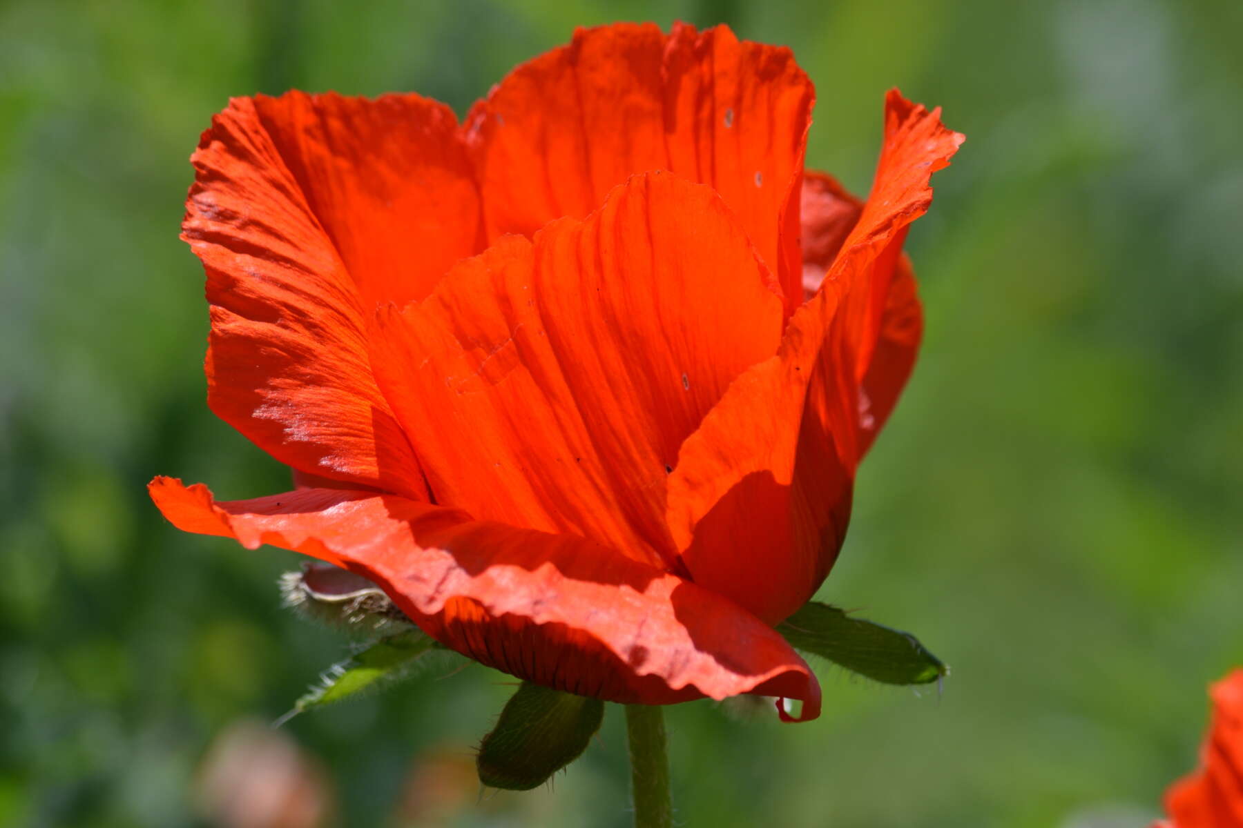 Image of Oriental poppy