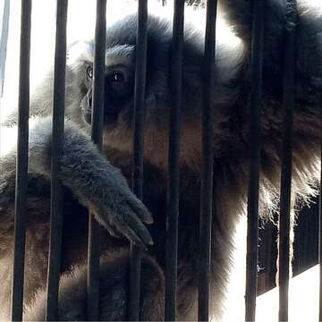 Image of silvery gibbon