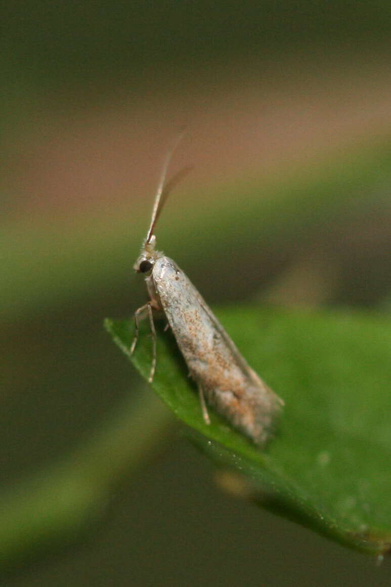 Image of ribbed cocoon-maker moths