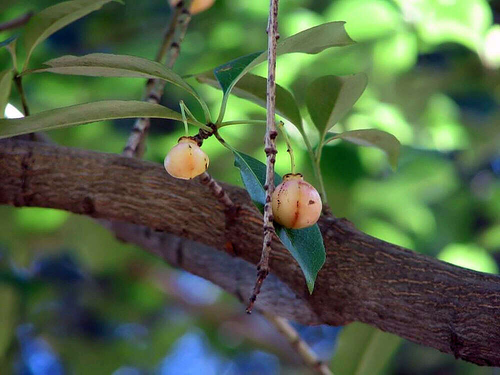 Слика од Euonymus carnosus Hemsl.