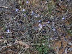 Image of Eastern tiny blue china orchid