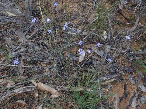 Image of Eastern tiny blue china orchid