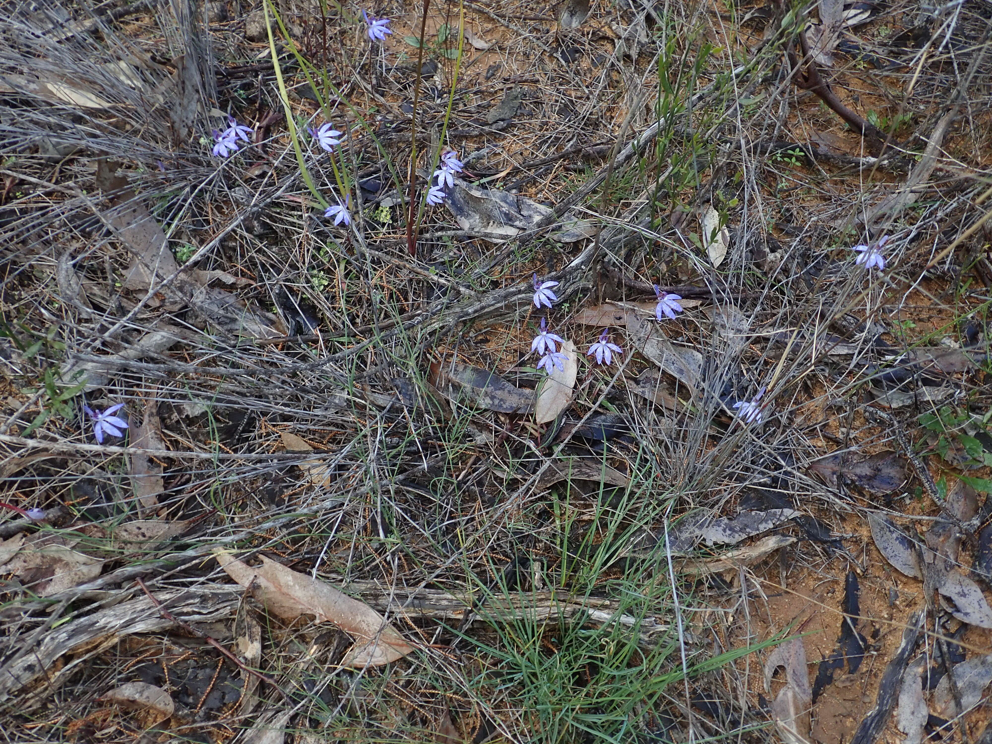 Image of Eastern tiny blue china orchid