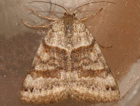 Image of Clover Looper, Range Grass-moth