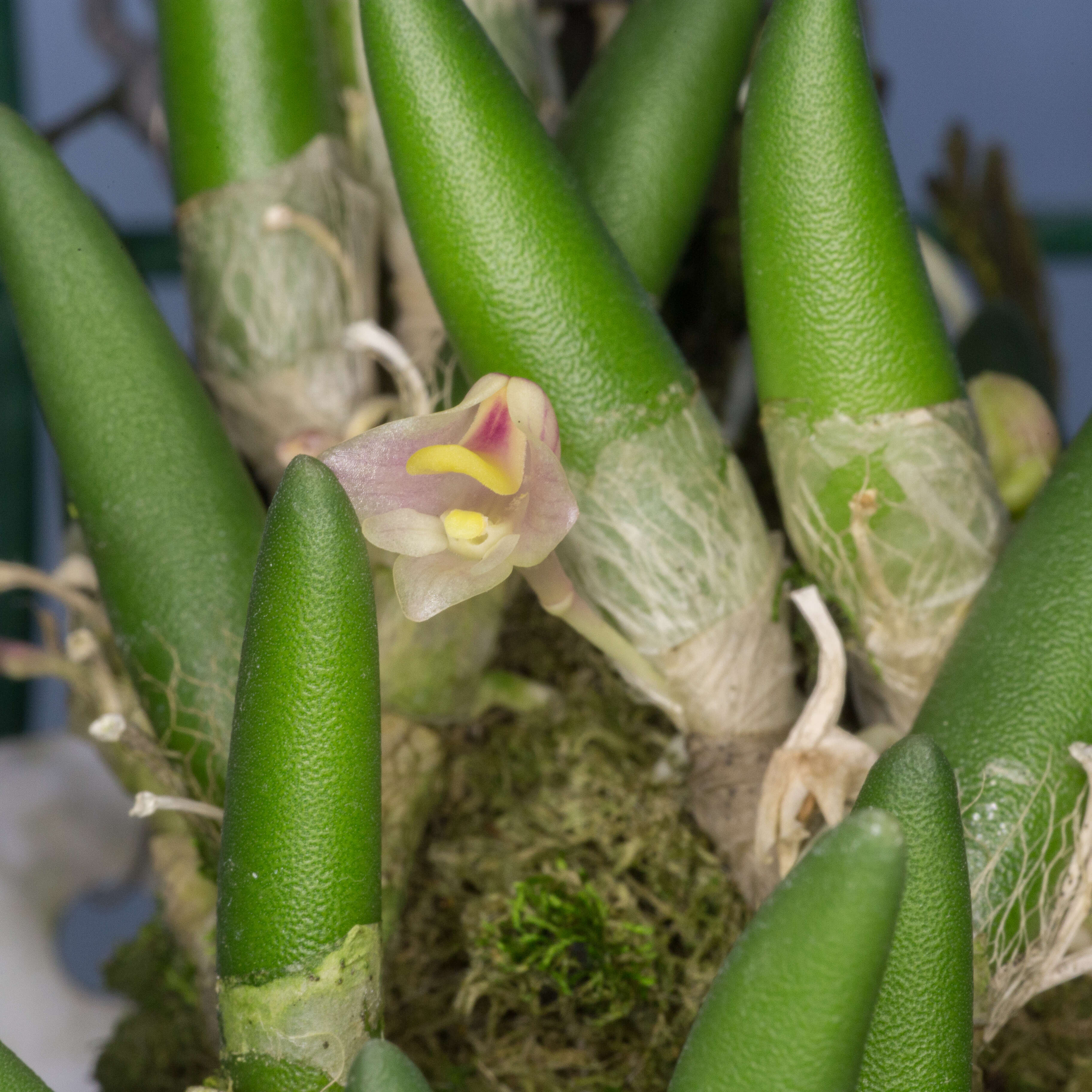 صورة Dendrobium lichenastrum (F. Muell.) Rolfe