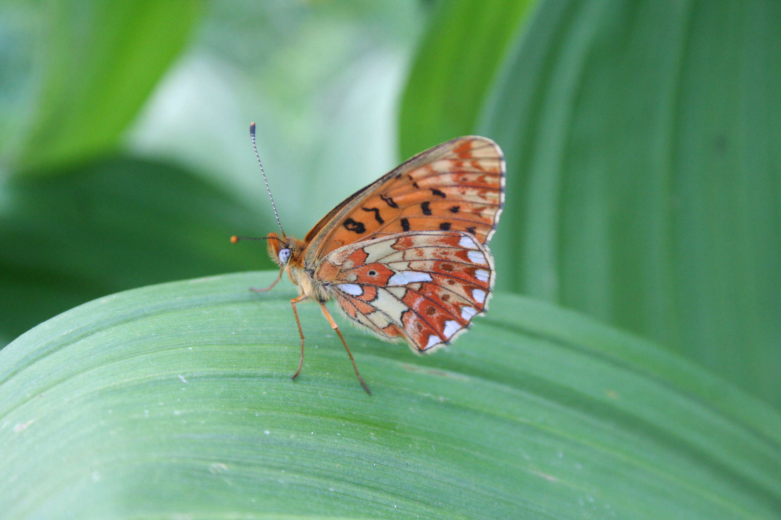 Plancia ëd Boloria euphrosyne