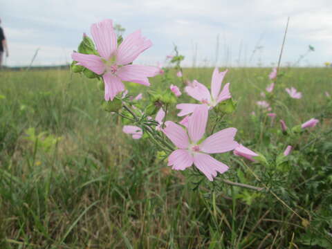 Image of musk mallow