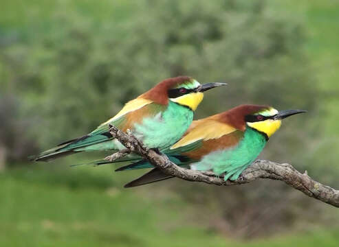 Image of bee-eater, european bee-eater