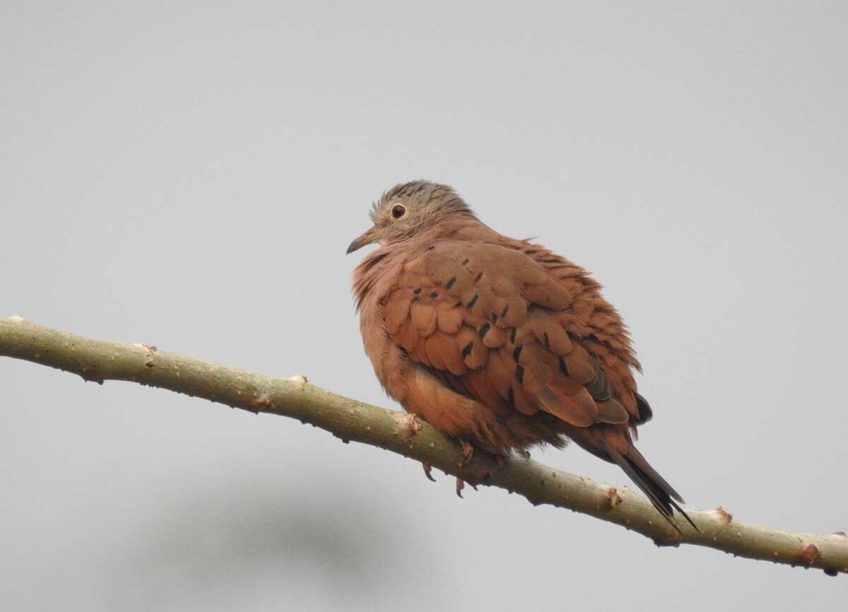 Image of Ruddy Ground Dove