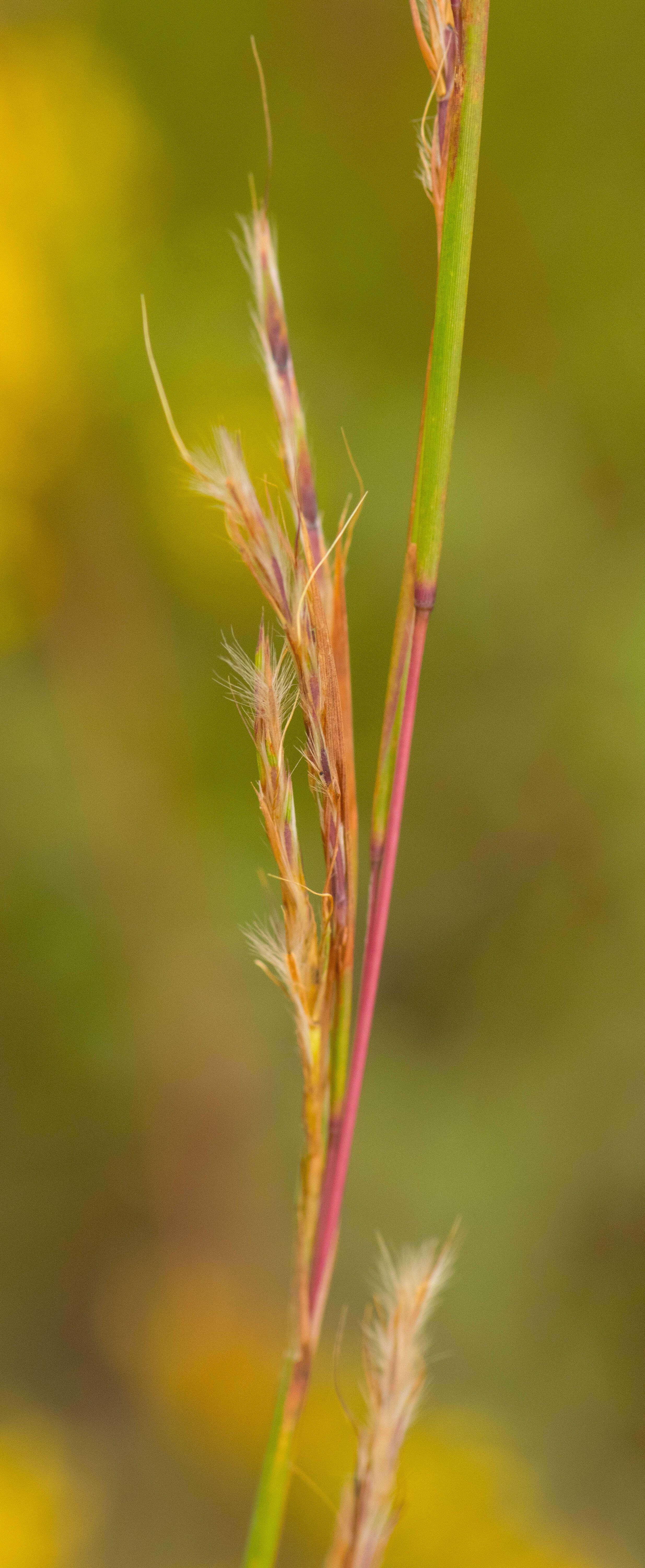 Imagem de Schizachyrium scoparium (Michx.) Nash