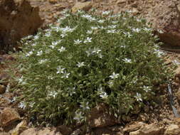 Image of Nuttall's sandwort