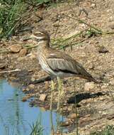 Image of Water Dikkop