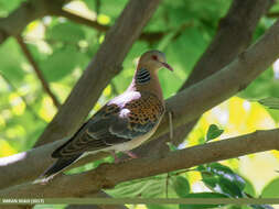 Image of Oriental Turtle Dove