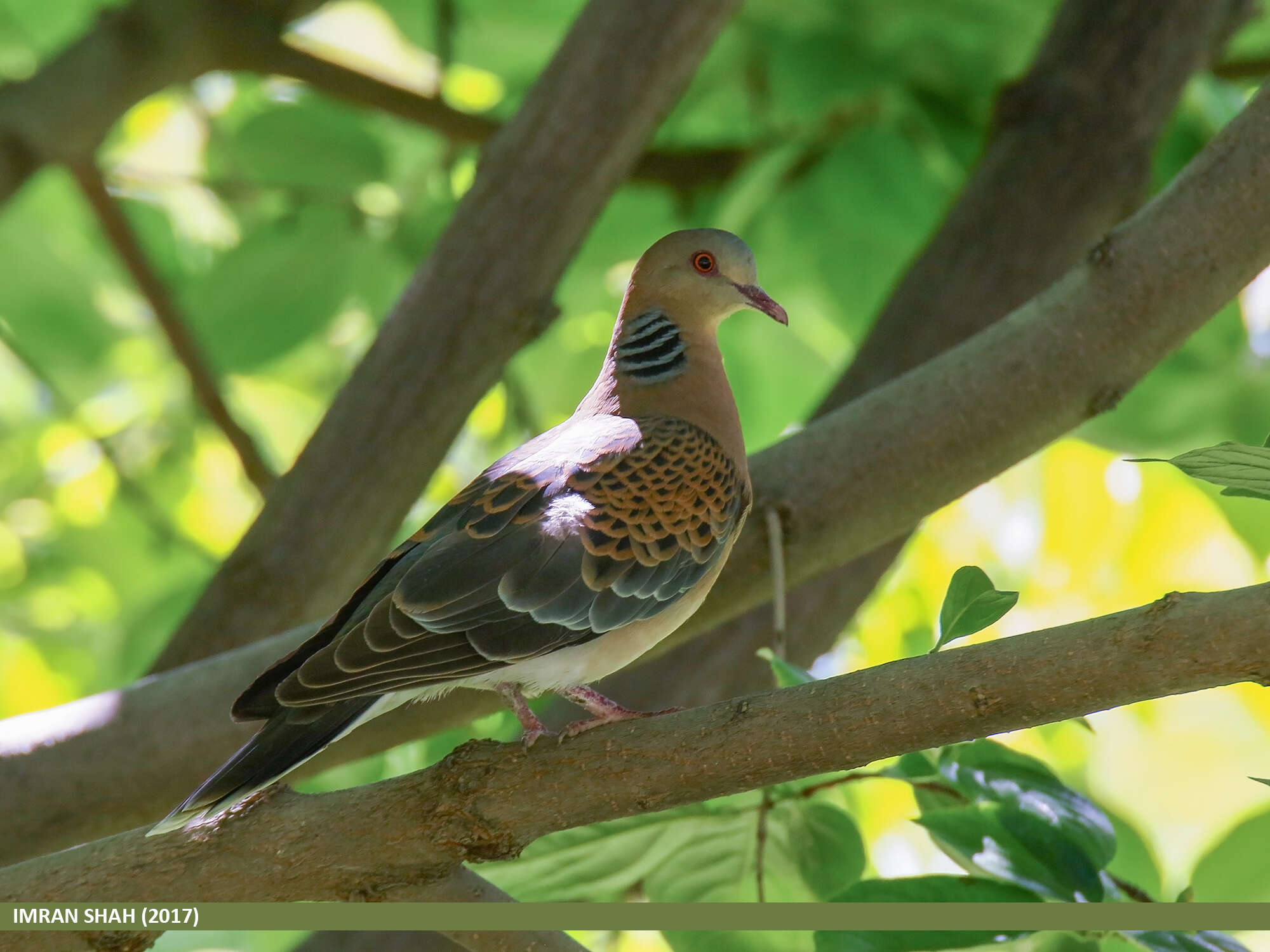 Image of Oriental Turtle Dove