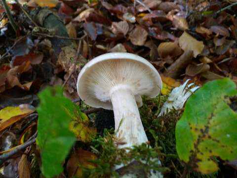 Image of Clitocybe nebularis (Batsch) P. Kumm. 1871