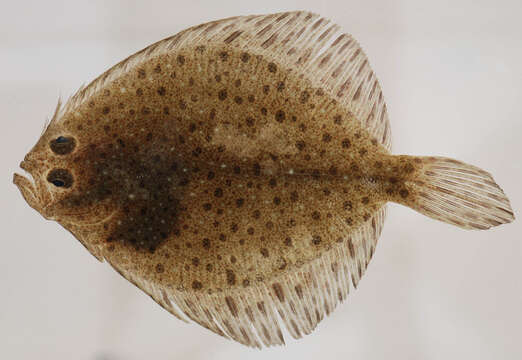 Image of windowpane flounder