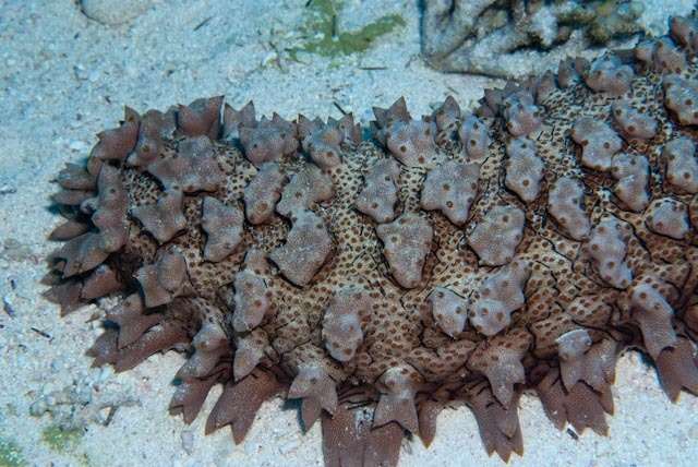 Image of Prickly Redfish