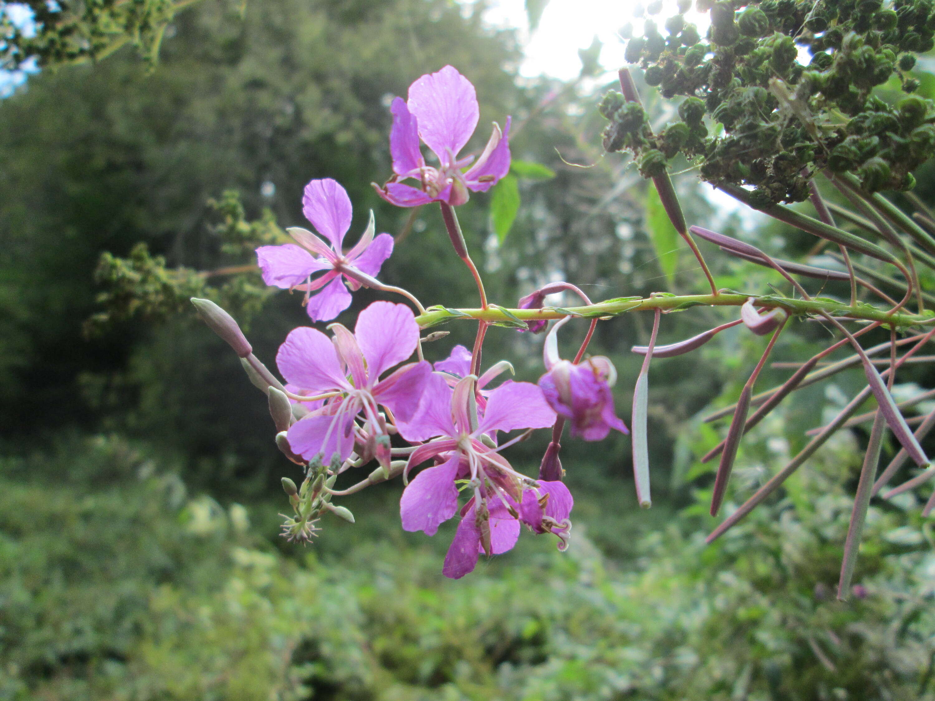 Image of Narrow-Leaf Fireweed