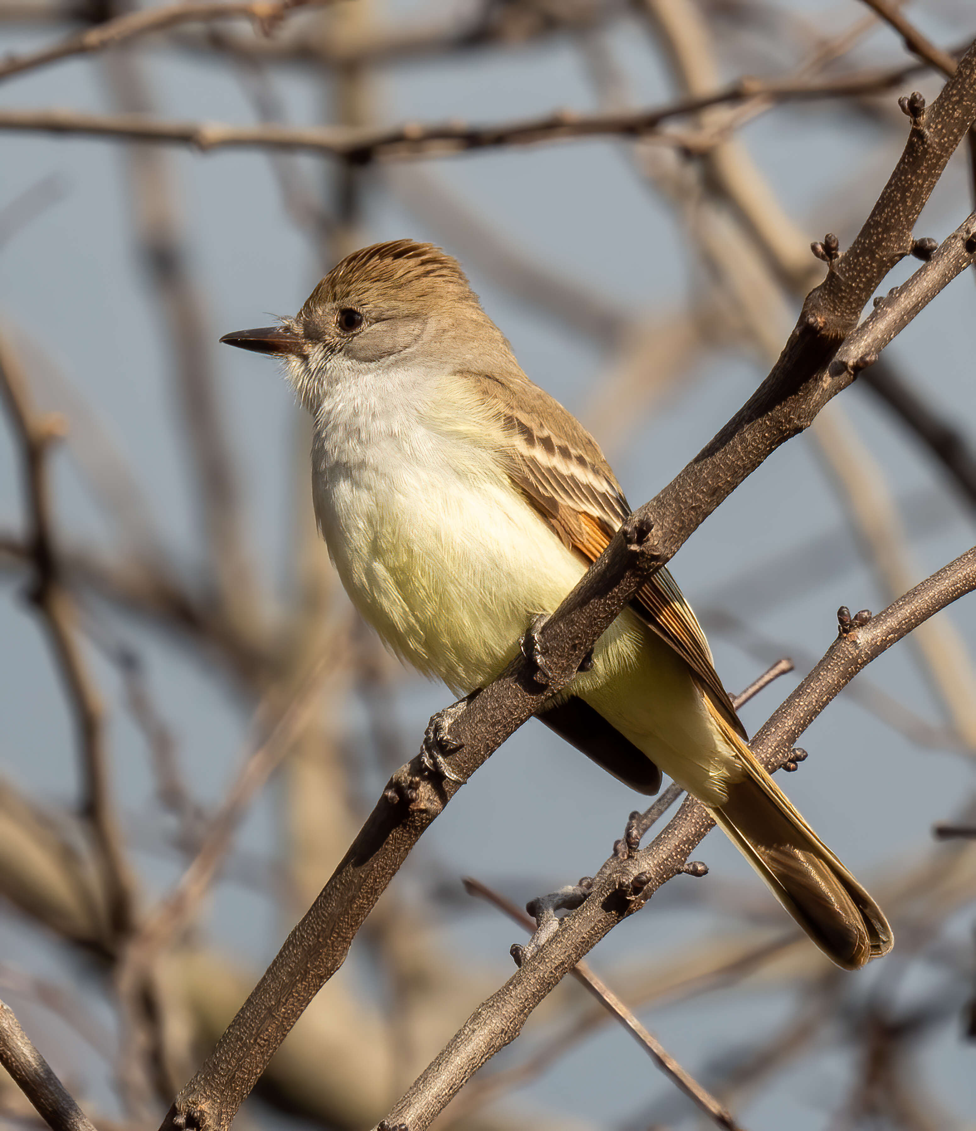 Image of Ash-throated Flycatcher