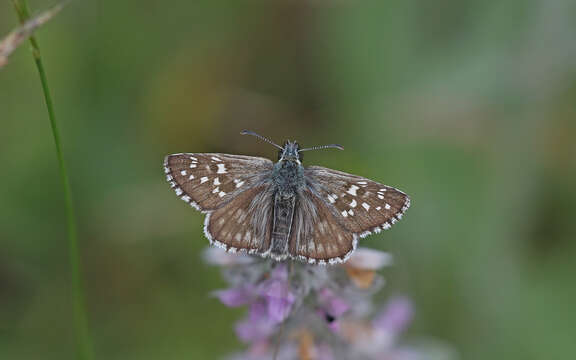 Image of large grizzled skipper