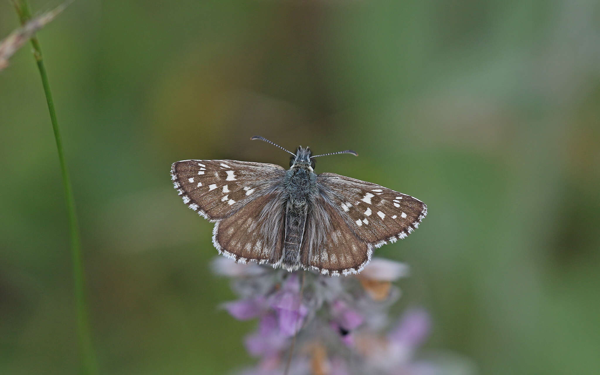 Image of large grizzled skipper