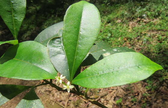 Image of Zanthoxylum ovalifolium Wight