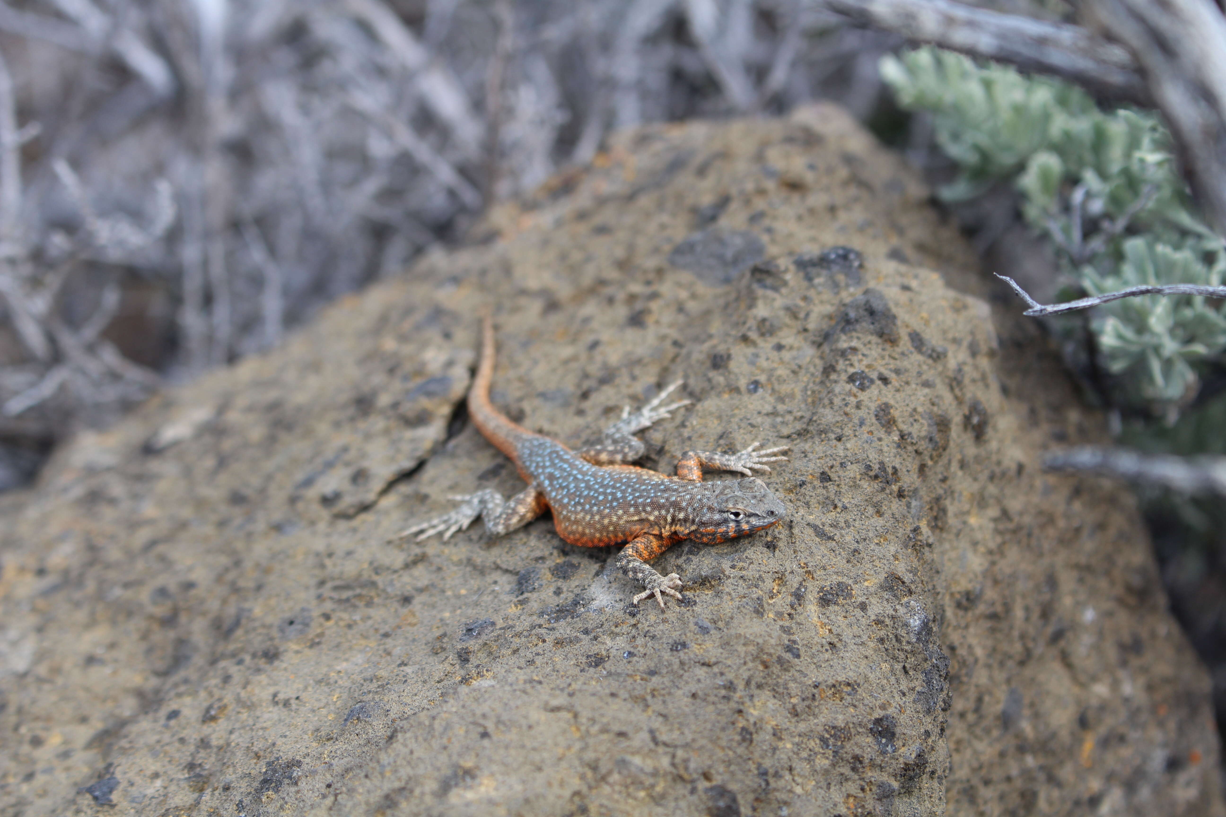 Image of common side-blotched lizard