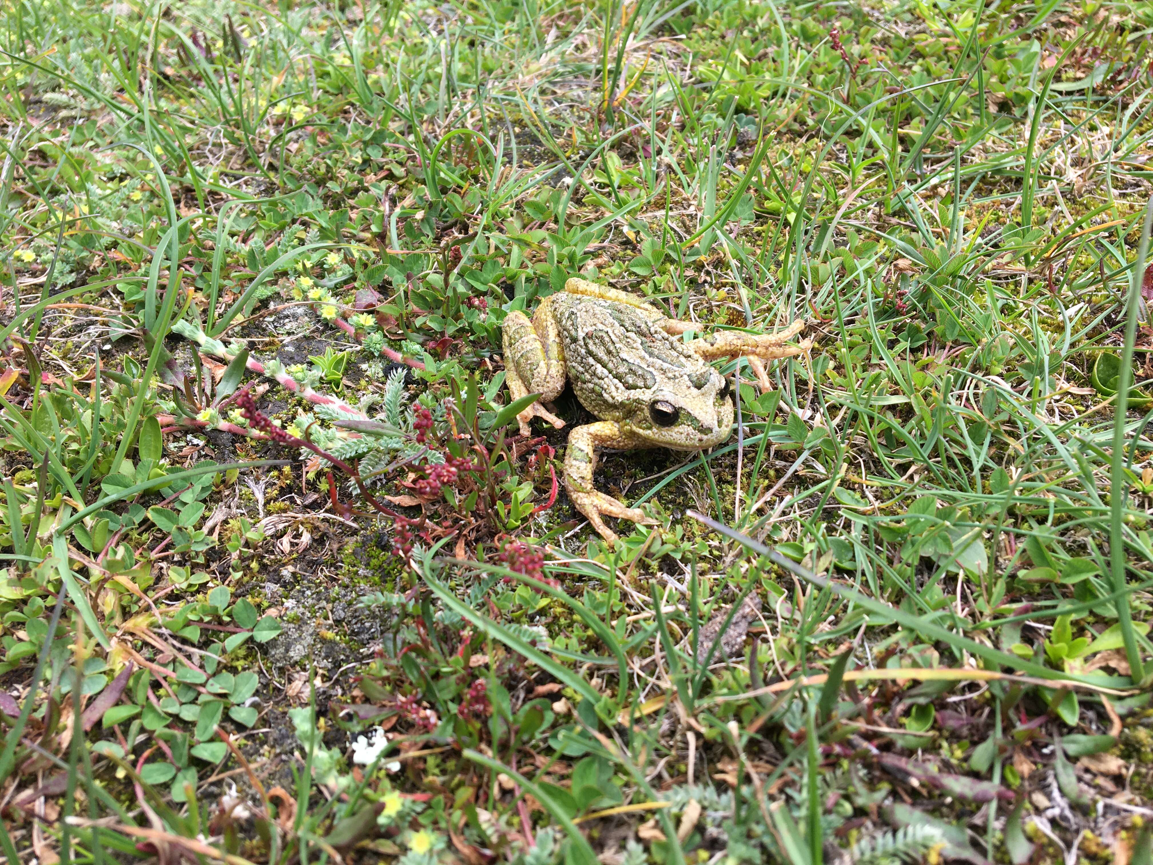 Image of Peru marsupial frog