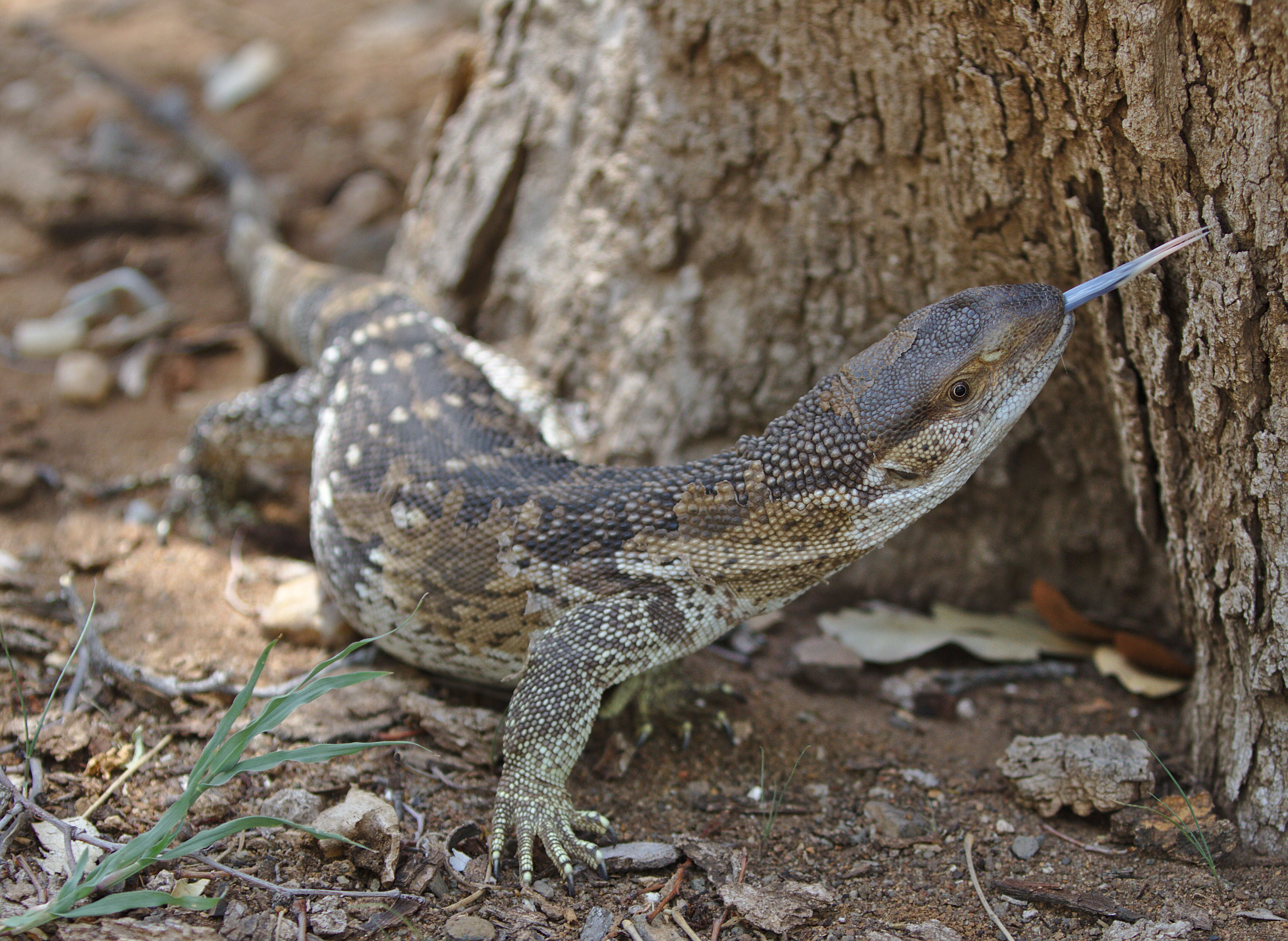 Image of White-throated monitor