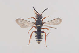 Imagem de Nomada rufipes Fabricius 1793