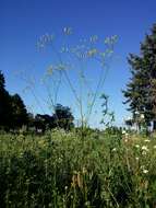 Image of smallflower hawksbeard