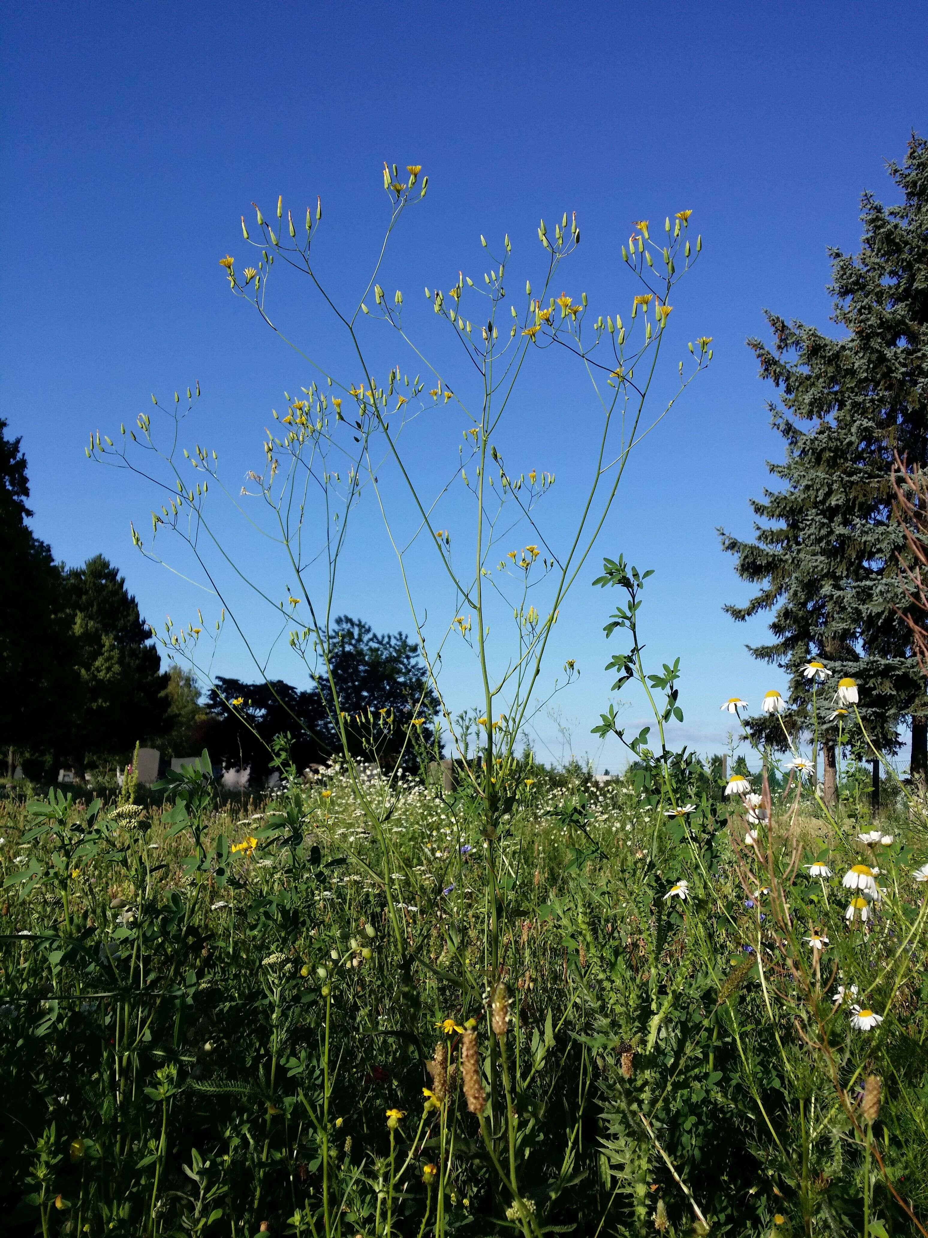 Image of smallflower hawksbeard