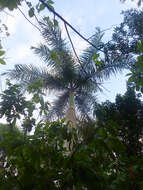 Image of Puerto Rico royal palm