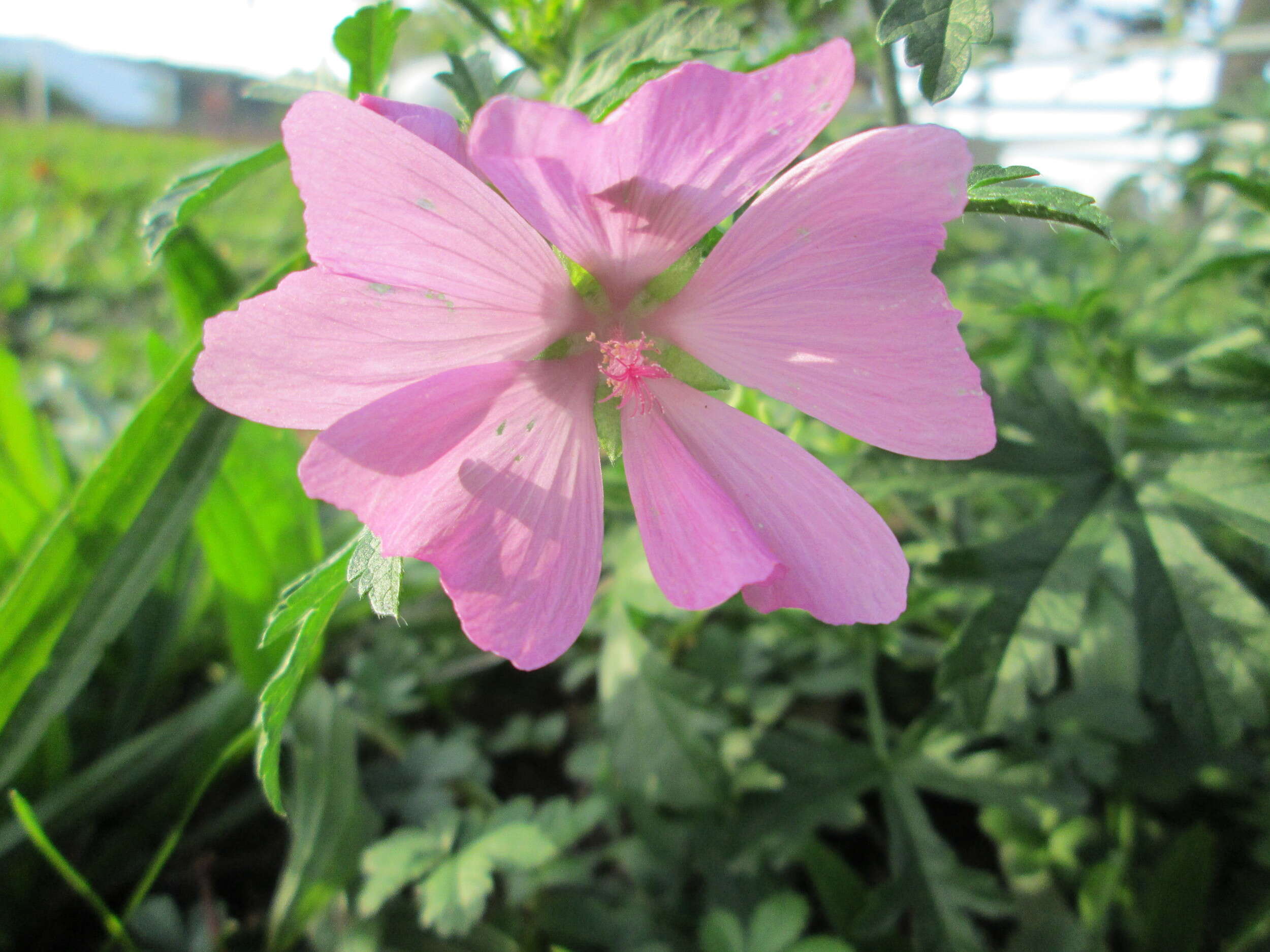 Image of european mallow