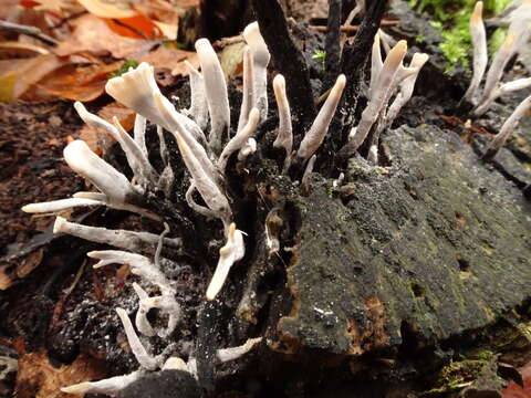 Image of Candle-snuff Fungus