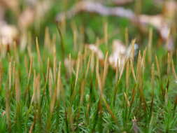 Image of undulate atrichum moss