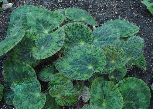 Image of Begonia sizemoreae Kiew