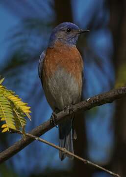 Image of Western Bluebird